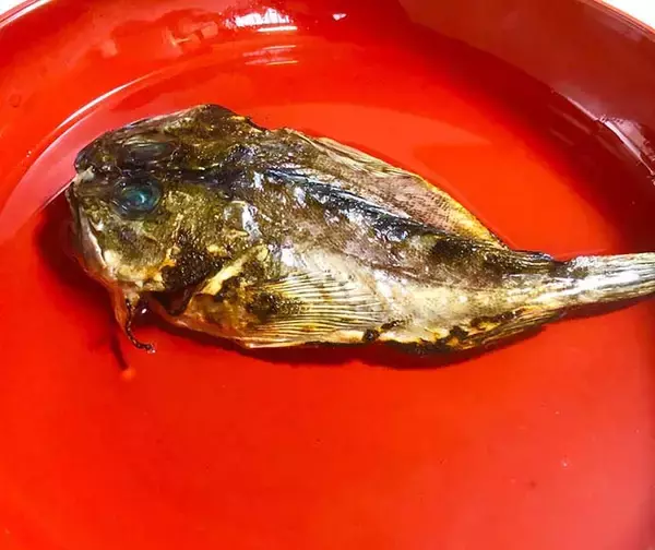 「【釣果レシピ】カサゴの干物で作る「骨酒」　濃厚ながら後味スッキリ」の画像