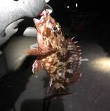 「【釣果レシピ】カサゴの干物で作る「骨酒」　濃厚ながら後味スッキリ」の画像2