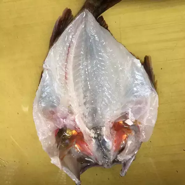 「【釣果レシピ】カサゴの干物で作る「骨酒」　濃厚ながら後味スッキリ」の画像