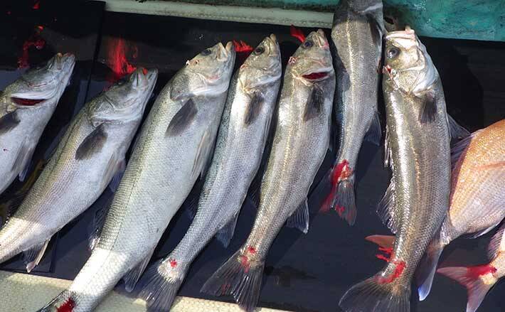 乗っ込み マダイ狙いのサビキ釣りで良型スズキが連発 鳴門海峡 21年2月24日 エキサイトニュース