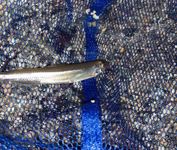 「琵琶湖のワカサギは釣らずに「すくう」？　大人もハマる真冬の夜遊び」の画像