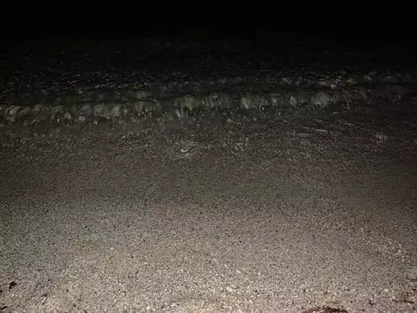 「琵琶湖のワカサギは釣らずに「すくう」？　大人もハマる真冬の夜遊び」の画像