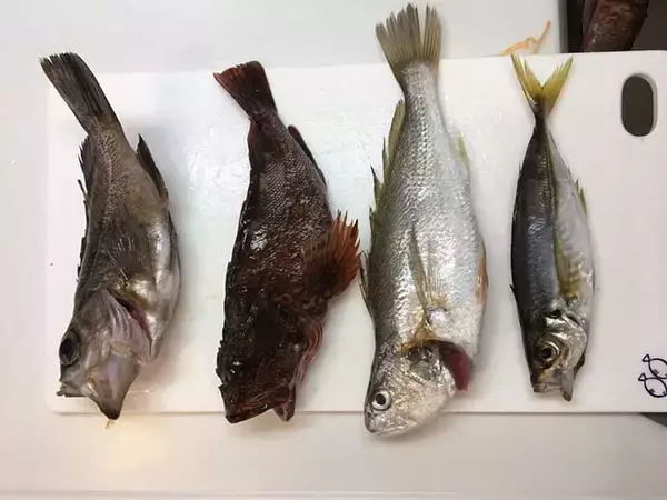 「今さら聞けない『東京湾LTアジ』のキホン：ゲスト筆頭「カサゴ」回避術」の画像