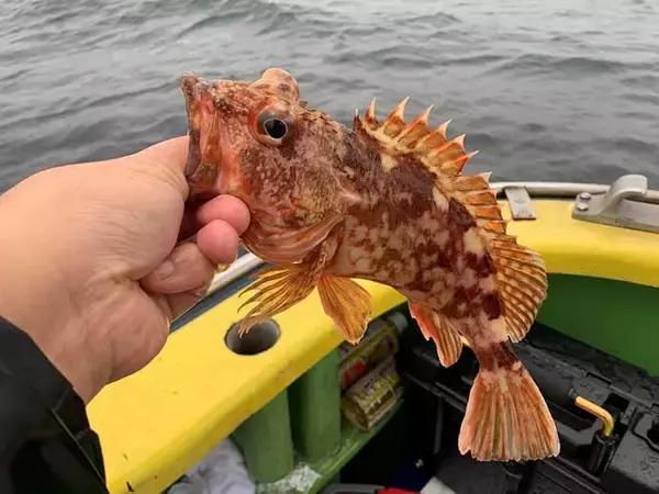 「今さら聞けない『東京湾LTアジ』のキホン：ゲスト筆頭「カサゴ」回避術」の画像