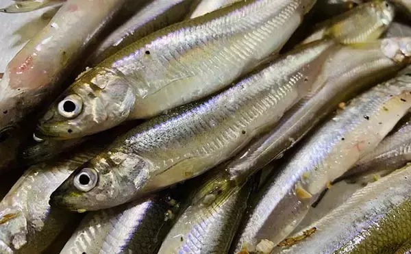 琵琶湖の『ワカサギすくい』初心者入門　シーズン・ポイント・すくい方