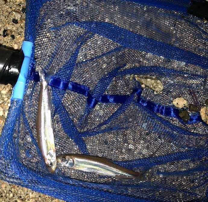 琵琶湖の『ワカサギすくい』初心者入門　シーズン・ポイント・すくい方