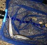 「琵琶湖の『ワカサギすくい』初心者入門　シーズン・ポイント・すくい方」の画像3