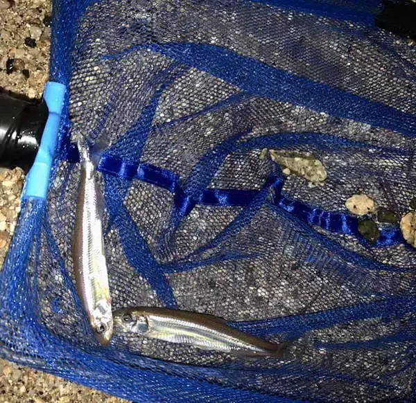 「琵琶湖の『ワカサギすくい』初心者入門　シーズン・ポイント・すくい方」の画像