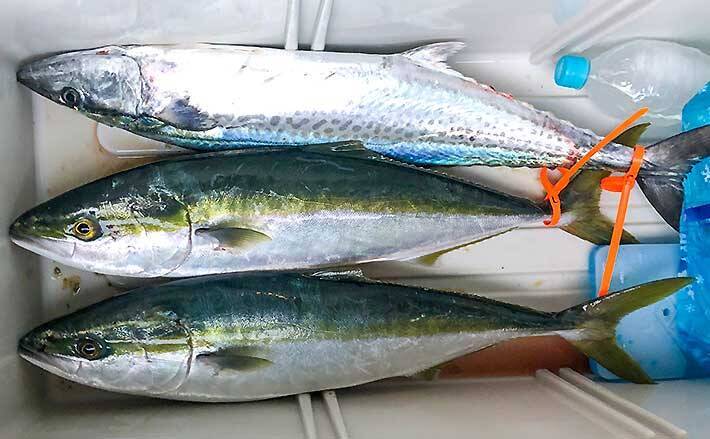 ジギングでワラサ サワラ 定番 シルバーショートジグ が当たり 強丸 21年2月21日 エキサイトニュース