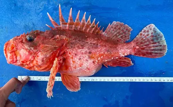 「相模湾「根魚五目釣り」楽し　オニカサゴにアマダイにカンコ【まなぶ丸】」の画像
