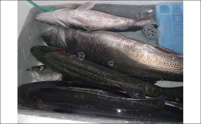 『エビ撒き釣り』で74cm筆頭に「スズキ」連打【愛知・大野漁港】