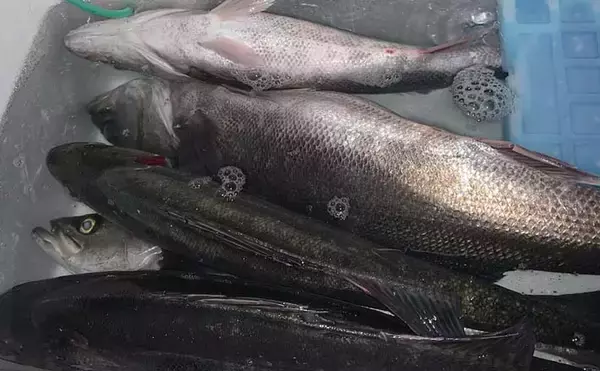 『エビ撒き釣り』で74cm筆頭に「スズキ」連打【愛知・大野漁港】