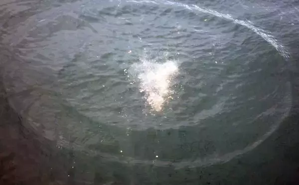 「今さら聞けないフカセクロダイ釣りのキホン：コマセの撒き方と練習方法」の画像