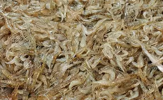 エビはおがくずの中で生きられる 産卵のしくみ 川エビの飼い方 エビまとめ 17年1月18日 エキサイトニュース 10 11