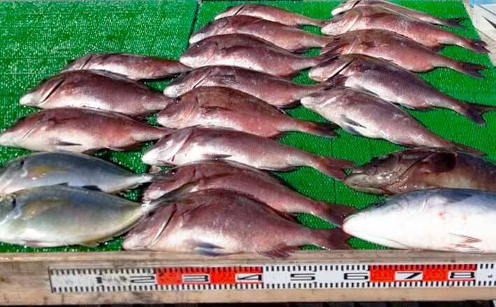 三重 海上釣り堀最新釣果 マダイ 青物 根魚と魚種多彩で釣果安定 21年2月24日 エキサイトニュース 三重 海上釣り堀最新釣果 マダイ 青物 根魚と魚種多彩で釣果安定 21年2月24日 エキサイトニュース