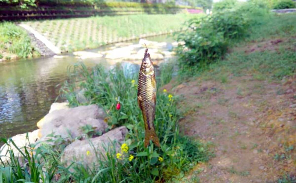 東京多摩エリアで淡水小物釣りを楽しもう 入門にもオススメの釣り場3選 21年2月27日 エキサイトニュース