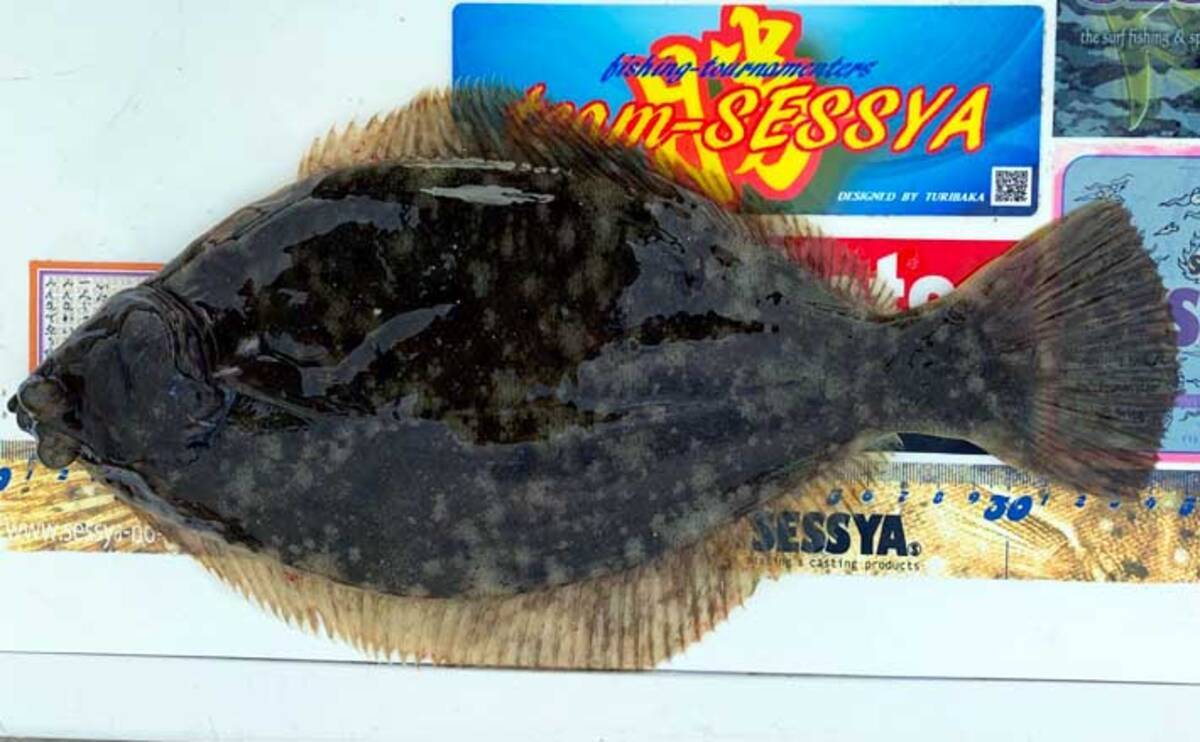 今期不調の淡路島で投げカレイ釣り 35cmマコ手中 じゃのひれ筏釣り 21年2月27日 エキサイトニュース