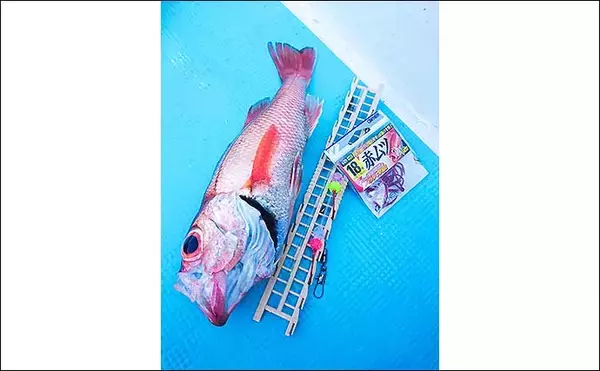 「犬吠沖のアカムツ釣りで本命4尾　春先の本番にむけて好気配【丸天丸】」の画像