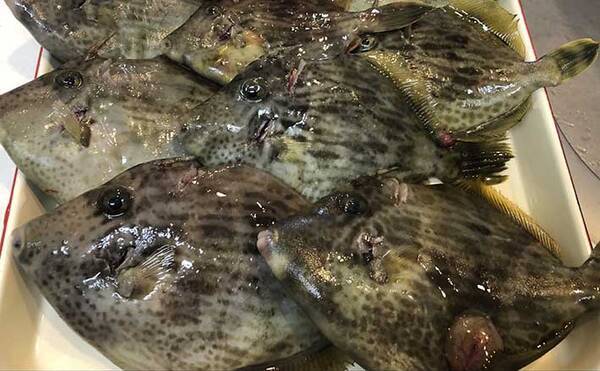 カワハギ釣りステップアップ解説 穂先 を活かしたアタリの待ち方3選 21年3月5日 エキサイトニュース