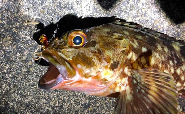 カサゴゲームの有名ゲストたち 見分け方と食味はいかに 21年1月21日 エキサイトニュース