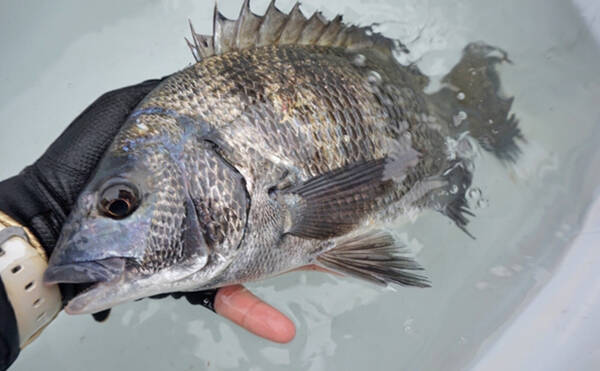 クロダイを コーン や スイカ のエサで釣るための条件とは 21年3月22日 エキサイトニュース