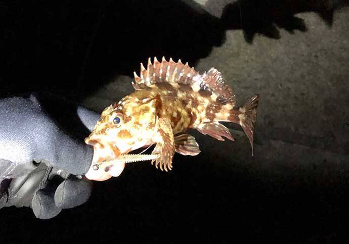 『ジグヘッド単体リグ（ジグ単）』のキホン：釣物別セッティングパターン