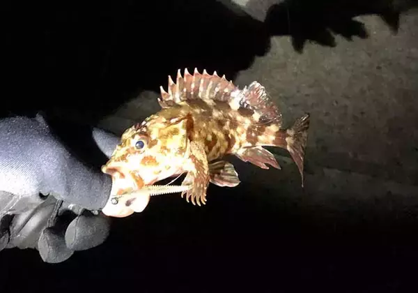 「『ジグヘッド単体リグ（ジグ単）』のキホン：釣物別セッティングパターン」の画像