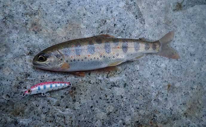 解禁日に楽しむ渓流ルアー釣り　止水エリア狙いアマゴ12匹【芦廼瀬川】