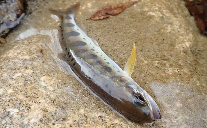 解禁日に楽しむ渓流ルアー釣り　止水エリア狙いアマゴ12匹【芦廼瀬川】