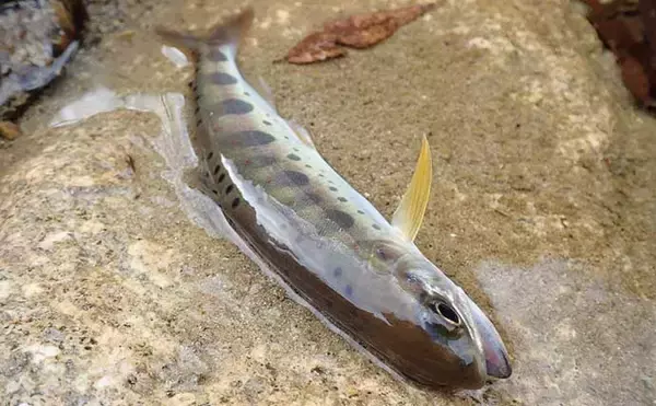 「解禁日に楽しむ渓流ルアー釣り　止水エリア狙いアマゴ12匹【芦廼瀬川】」の画像