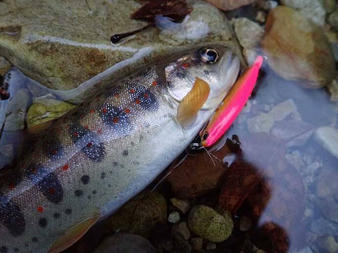 解禁日に楽しむ渓流ルアー釣り　止水エリア狙いアマゴ12匹【芦廼瀬川】