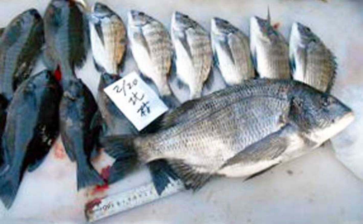 カカリ釣りで52cm年無し 自己流 さしエサ同調落とし込み釣法 とは 21年3月18日 エキサイトニュース