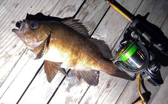 メバリング ステップアップ解説 ロッドの長さ レングス 使い分け方 21年3月日 エキサイトニュース