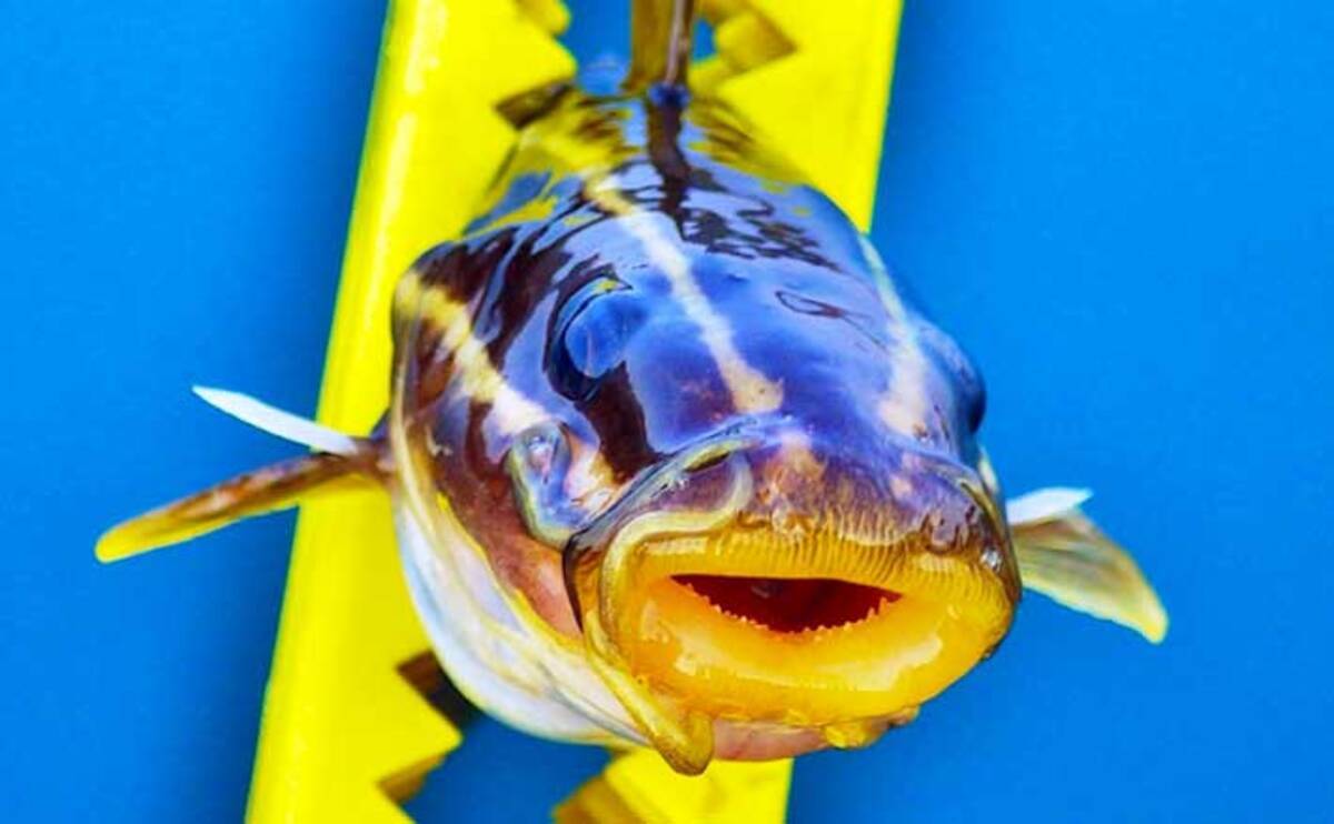 釣果レシピ 夜の帝王 ゴンズイ のみりん干し 毒棘にはご注意を 21年3月24日 エキサイトニュース 3 3