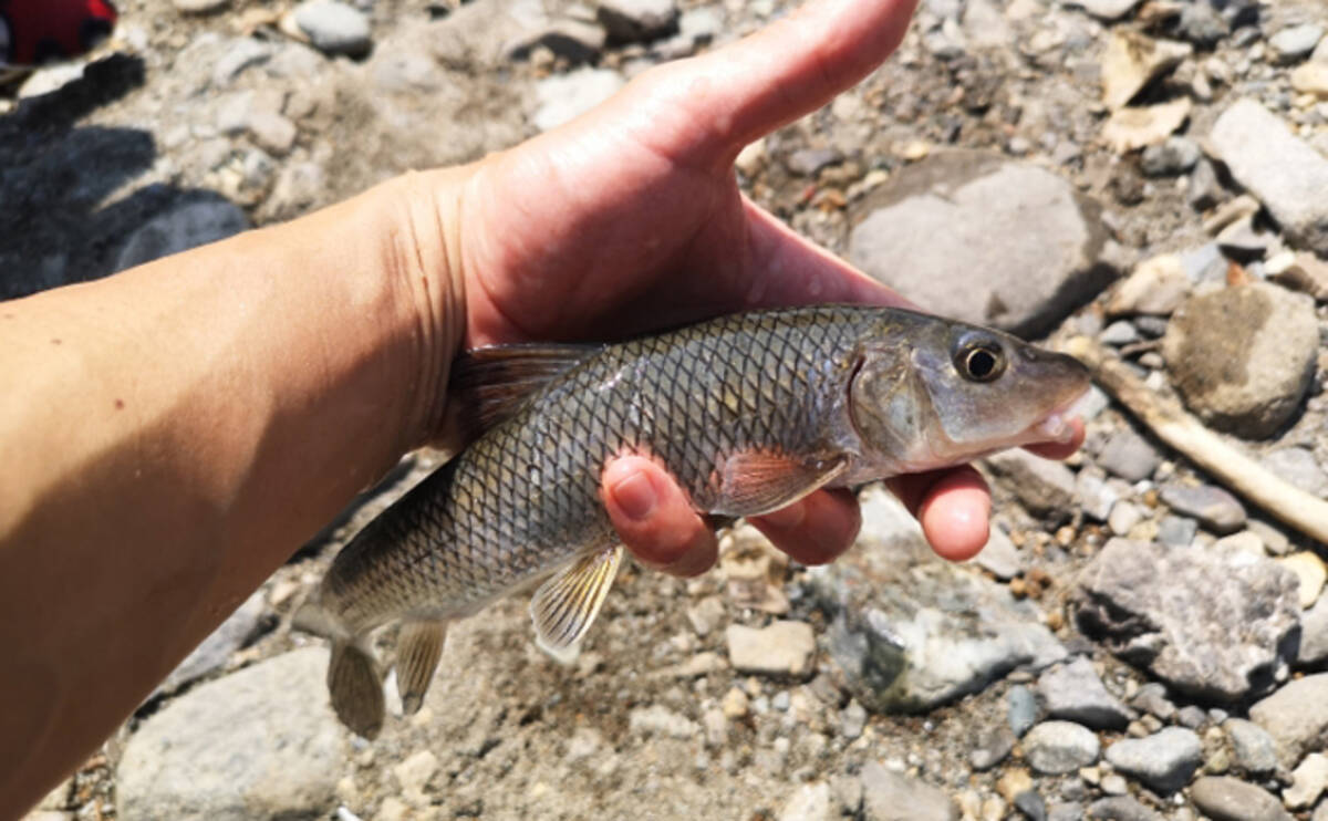 嫌われがちの ニゴイ は実は美味 過去にはヒラメの代替魚だった 21年4月3日 エキサイトニュース