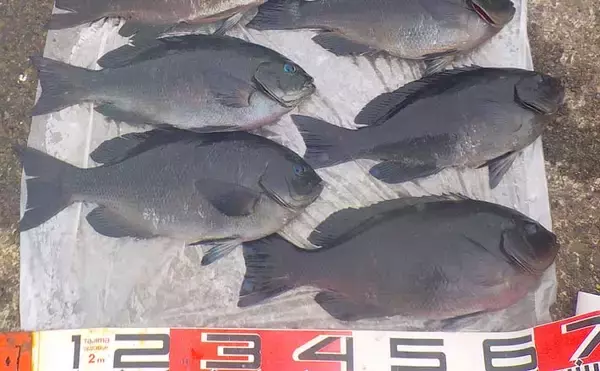 フカセ釣りで38cm頭にメジナ9尾　エサ取り少なく納得釣行【城ヶ島】