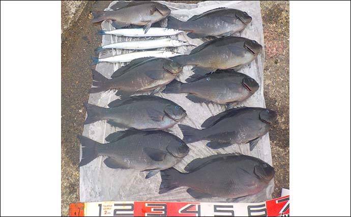 フカセ釣りで38cm頭にメジナ9尾　エサ取り少なく納得釣行【城ヶ島】