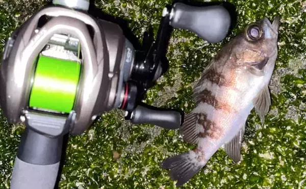 『メバリング』ステップアップ解説：ベイトフィネス使用のメリット5選