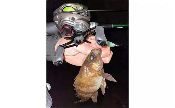 「『メバリング』ステップアップ解説：ベイトフィネス使用のメリット5選」の画像