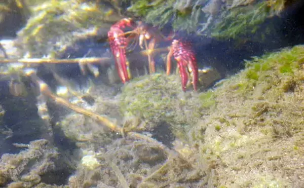 「東京近郊の河川で淡水魚と遊ぼう：「黒目川」の魅力と対象魚」の画像