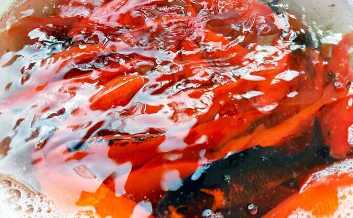 キンギョ釣り堀で本命127尾　数釣りの楽しみ方とは？【東京・保谷FC】