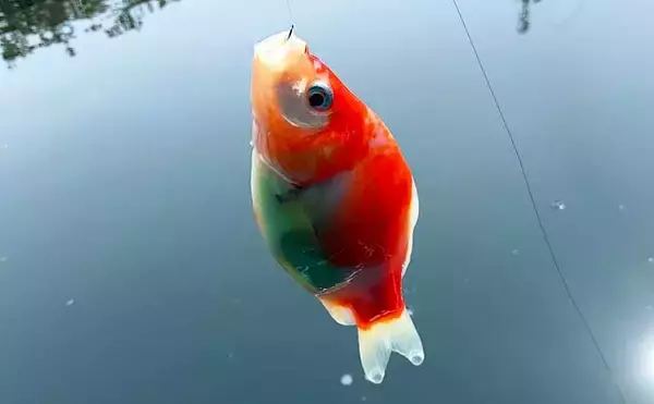 「キンギョ釣り堀で本命127尾　数釣りの楽しみ方とは？【東京・保谷FC】」の画像