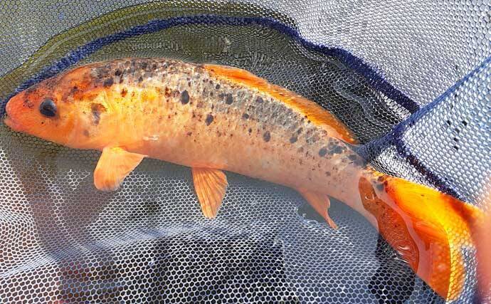 キンギョ釣り堀で本命127尾　数釣りの楽しみ方とは？【東京・保谷FC】