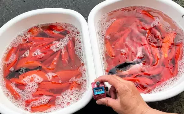 「キンギョ釣り堀で本命127尾　数釣りの楽しみ方とは？【東京・保谷FC】」の画像