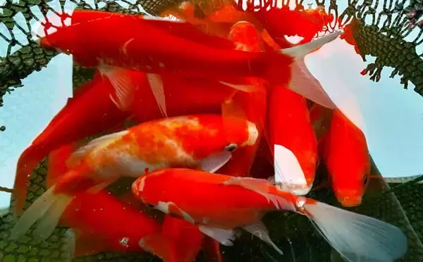 「キンギョ釣り堀で本命127尾　数釣りの楽しみ方とは？【東京・保谷FC】」の画像