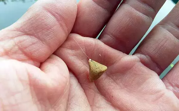 「キンギョ釣り堀で本命127尾　数釣りの楽しみ方とは？【東京・保谷FC】」の画像