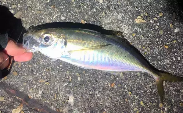 『アジング』２大パターン：「プランクトン」＆「ベイトフィッシュ」