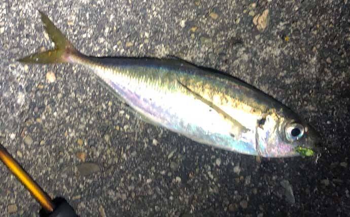 『アジング』２大パターン：「プランクトン」＆「ベイトフィッシュ」