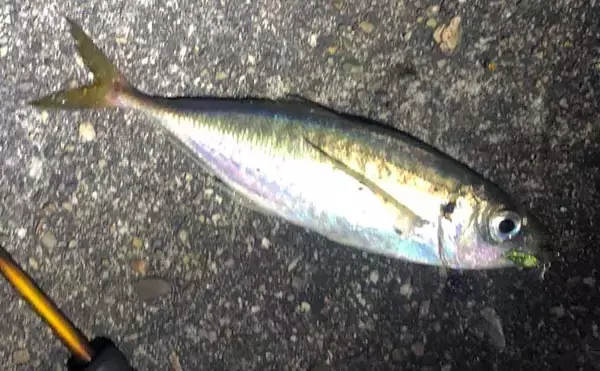 「『アジング』２大パターン：「プランクトン」＆「ベイトフィッシュ」」の画像