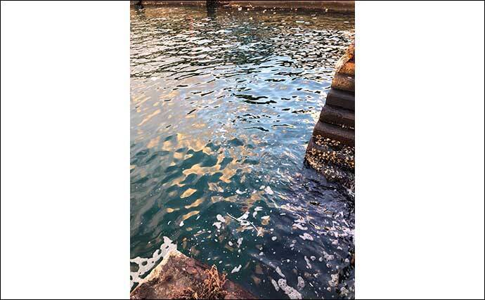 『アジング』２大パターン：「プランクトン」＆「ベイトフィッシュ」